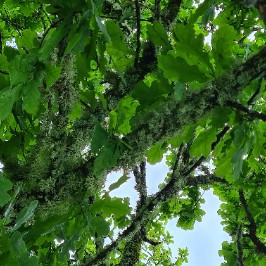 RAH Cardiothoracic Unit