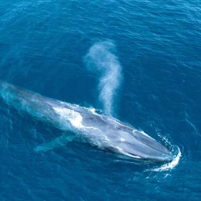 The Blue Whales